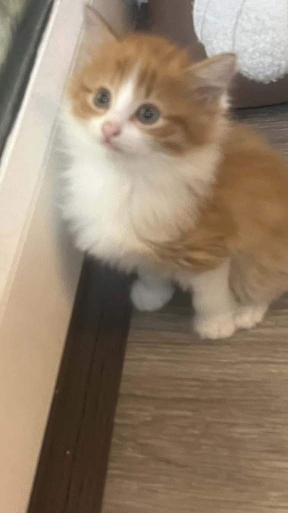 Kittens 