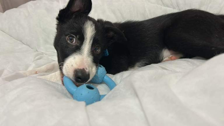 12 week old male border collie *RESERVED*
