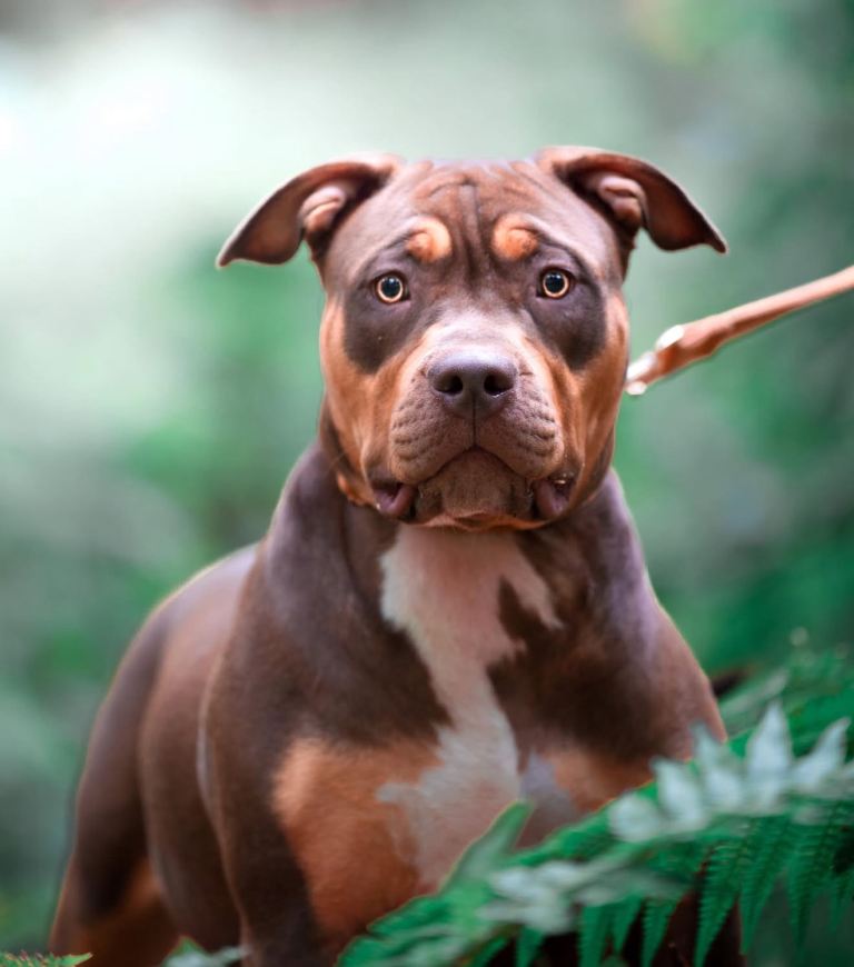 American Bully Female