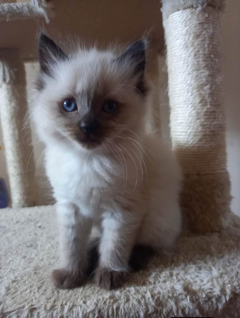 Ragdoll kittens