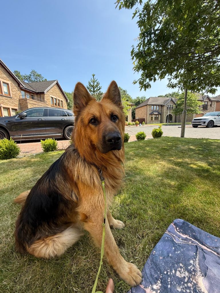 German Shepherd looking for forever home