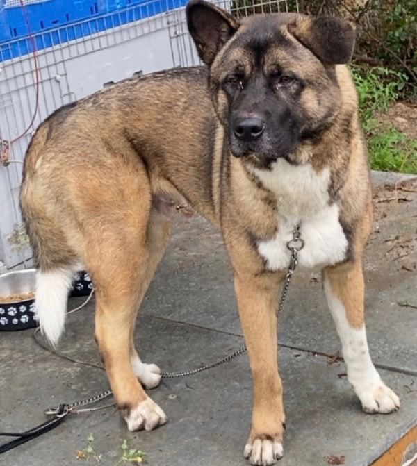 American Akita