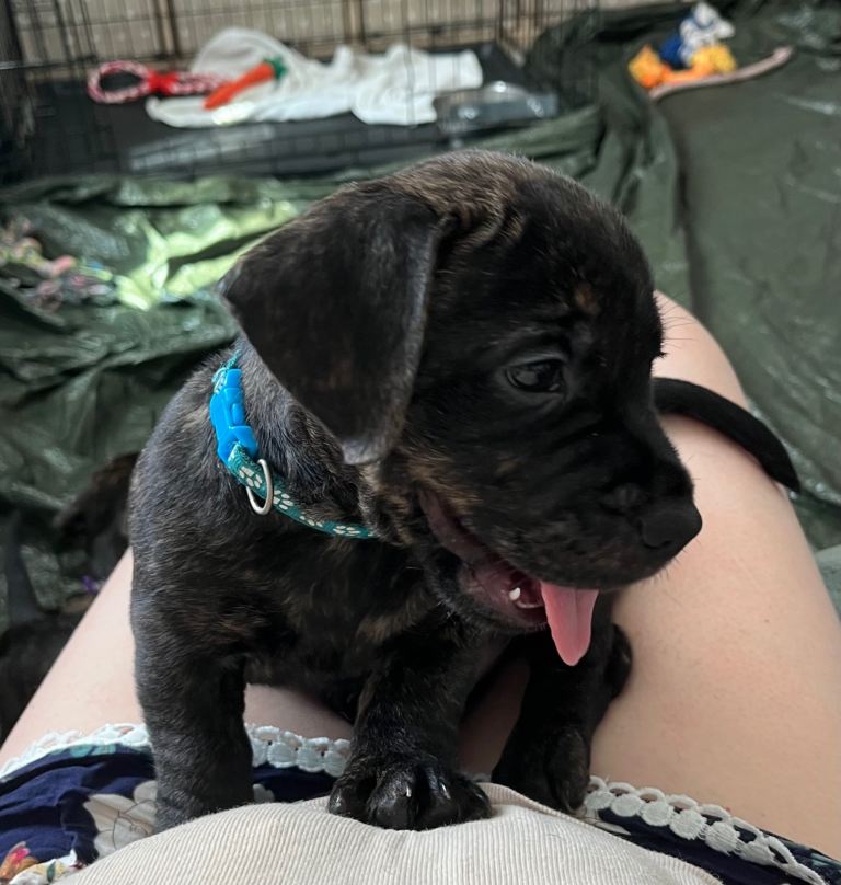 Staffy x Sausage Puppies