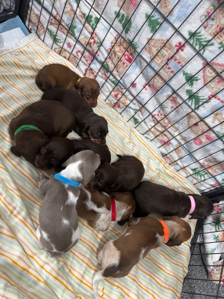 Dachshund puppies 