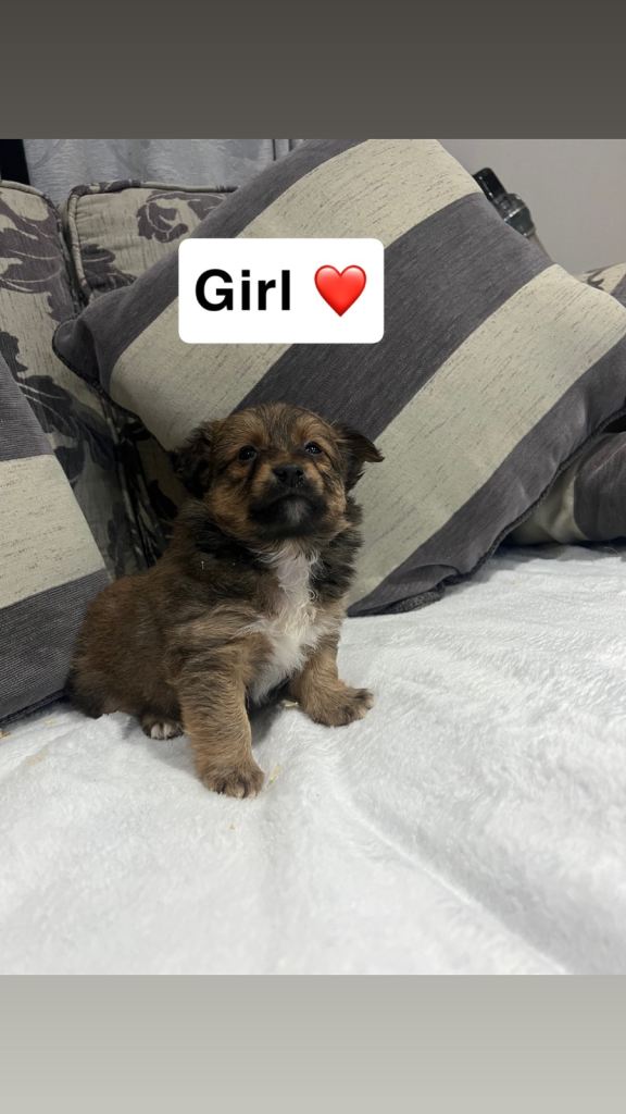 Adorable Pomapoo❤️