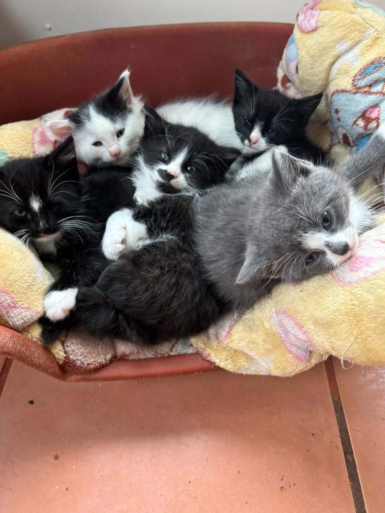 Kittens 