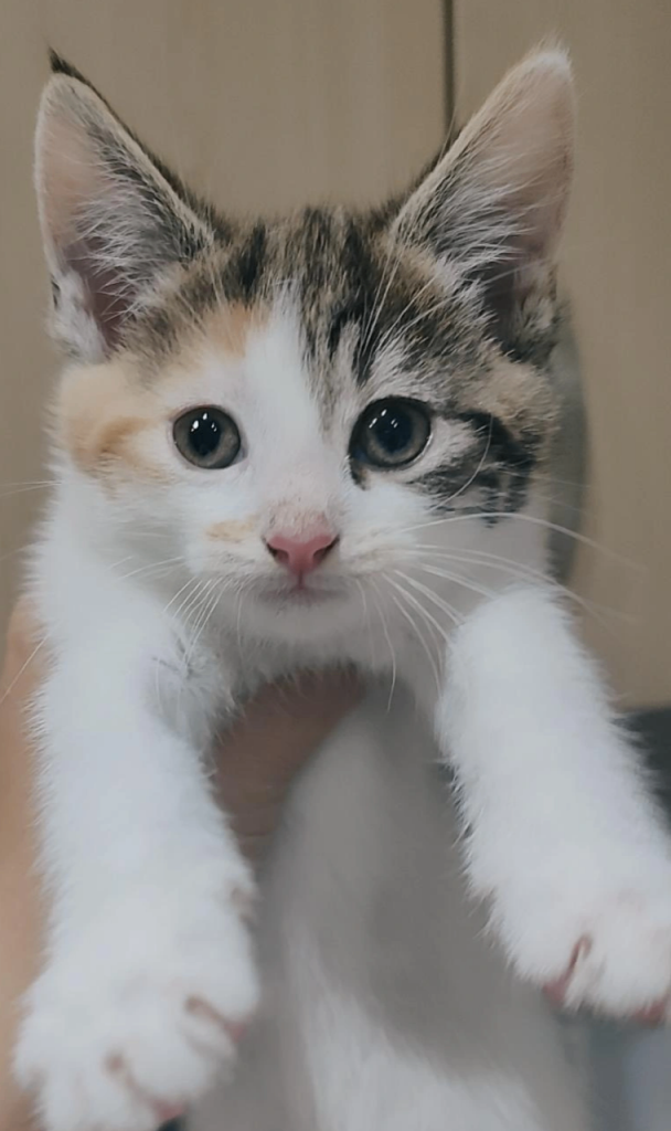 Kitten