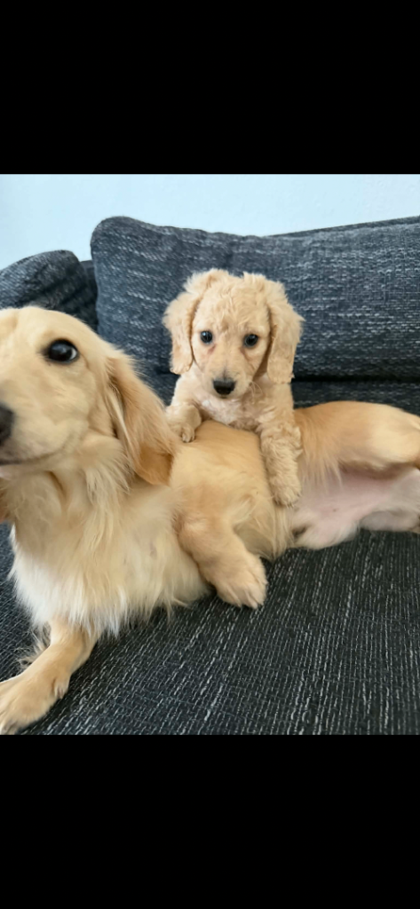 Selling my beautiful long hair cream puppy