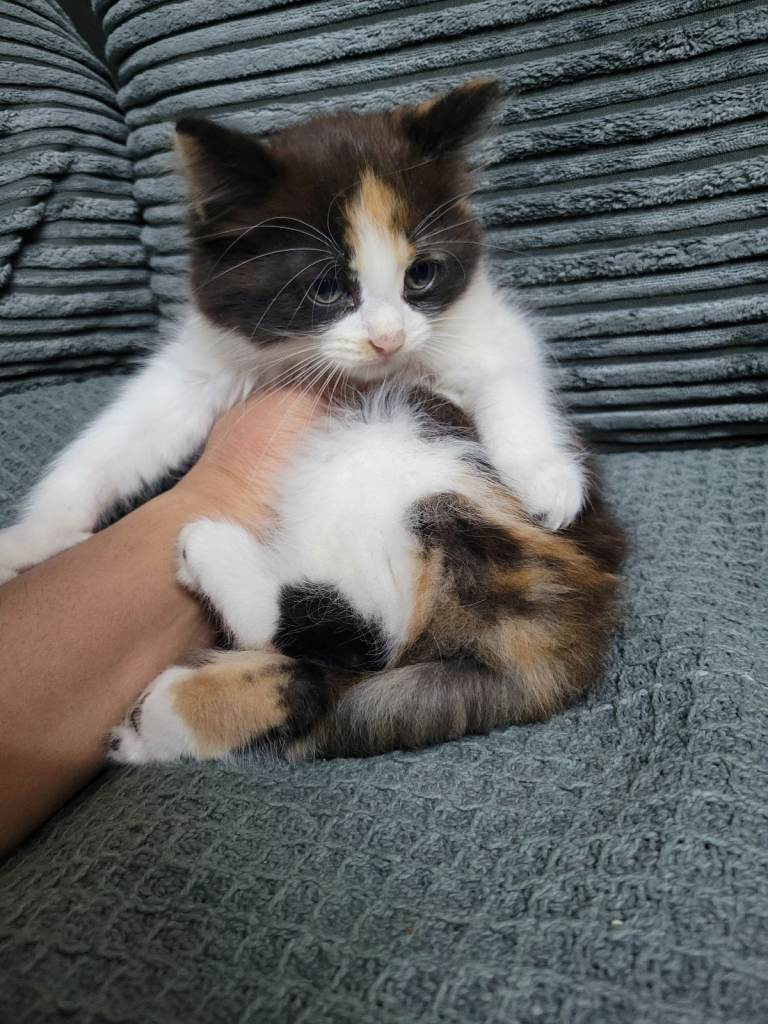 11 week old kitten /female 