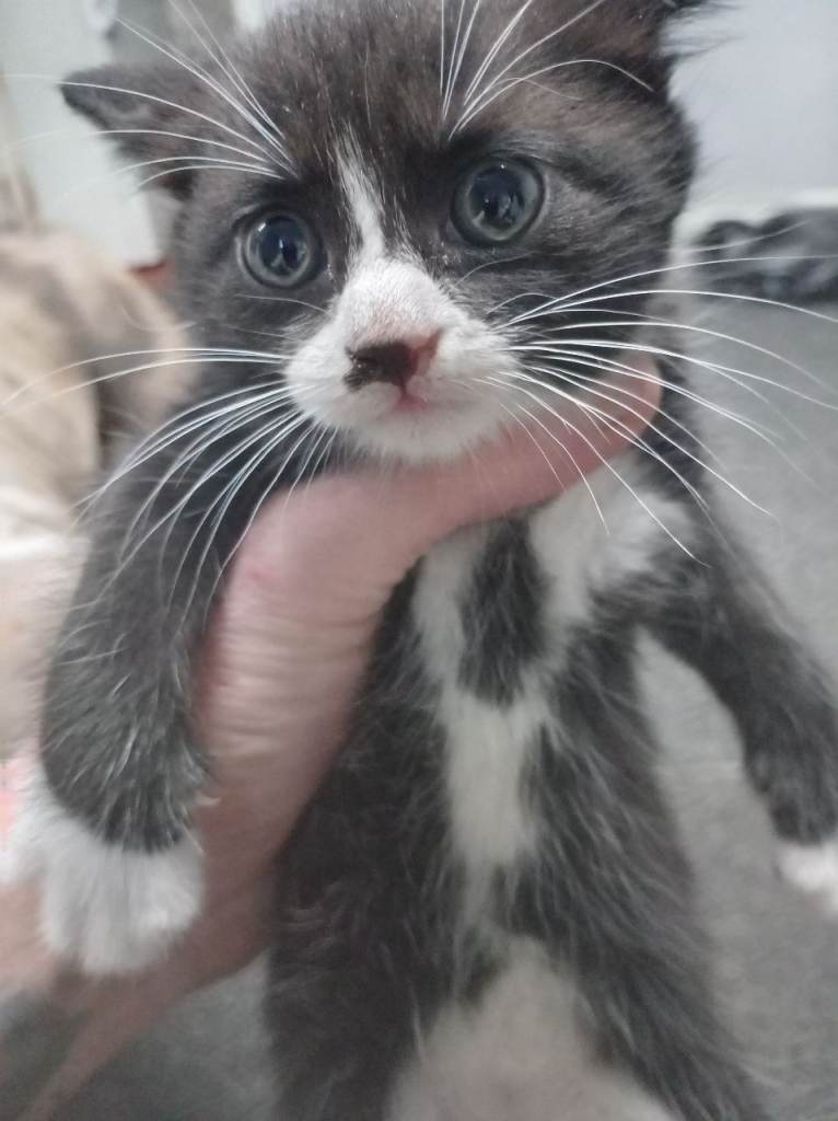 Kittens ready to go 