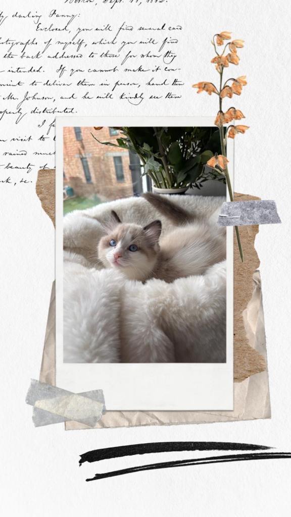 GCCF Ragdoll kittens for sale 