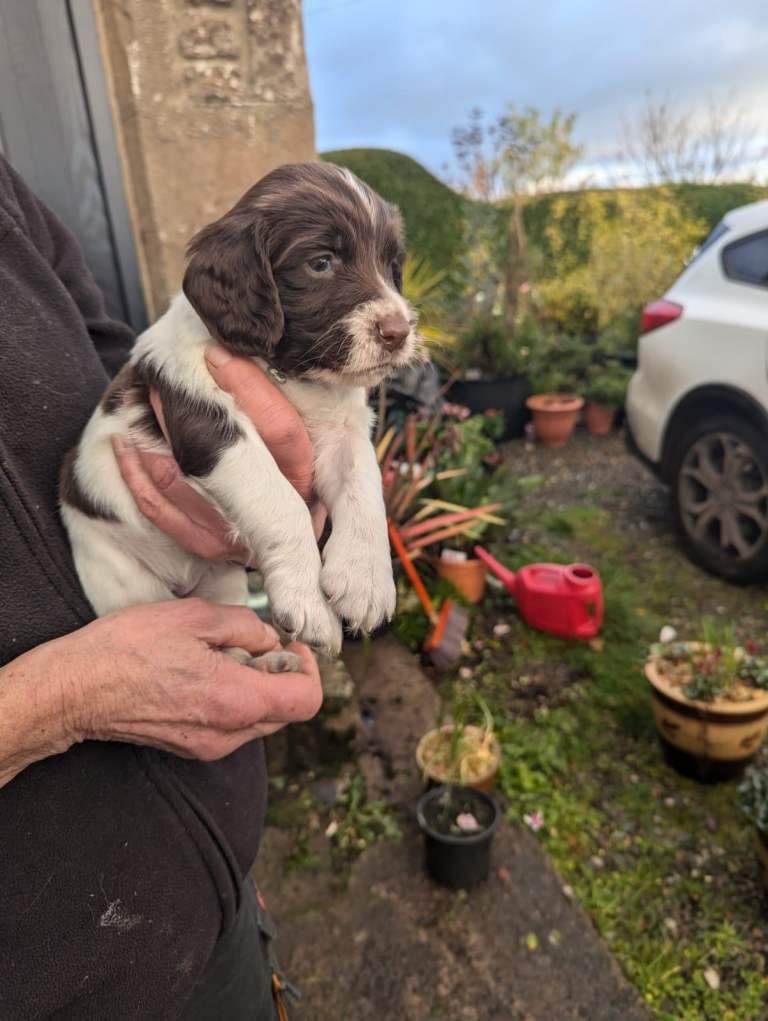 English Springer Spaniel Puppies 