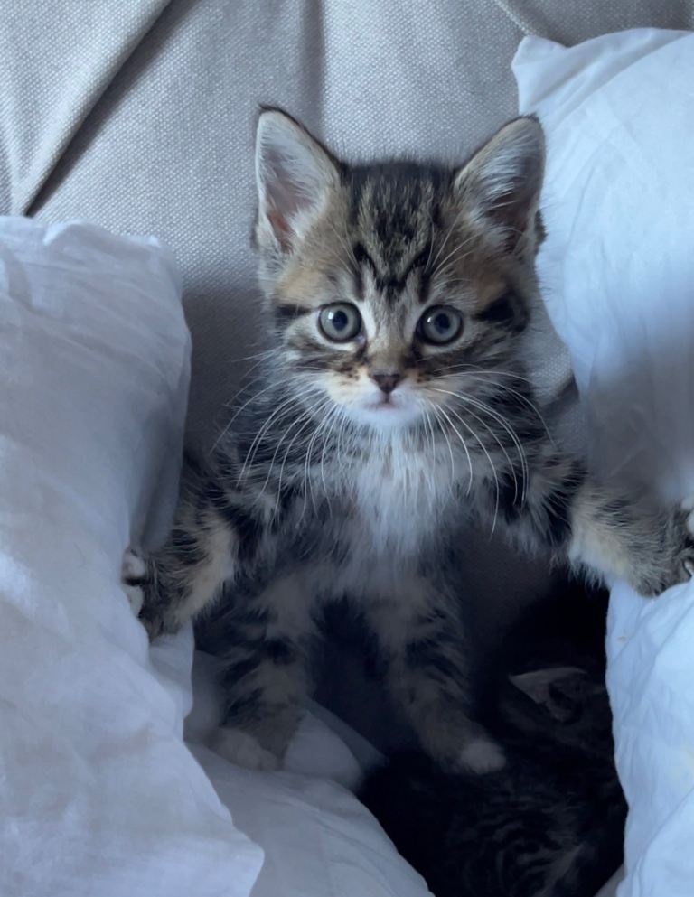 Adorable Kittens for Sale!