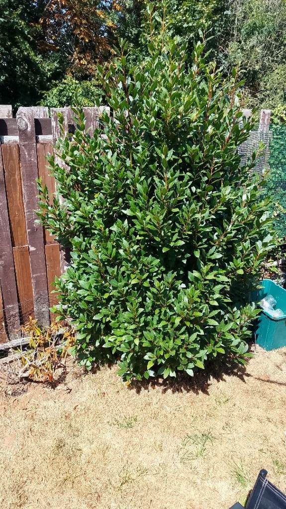 Established Bay Laurel Tree - Healthy & Ready for a New Garden