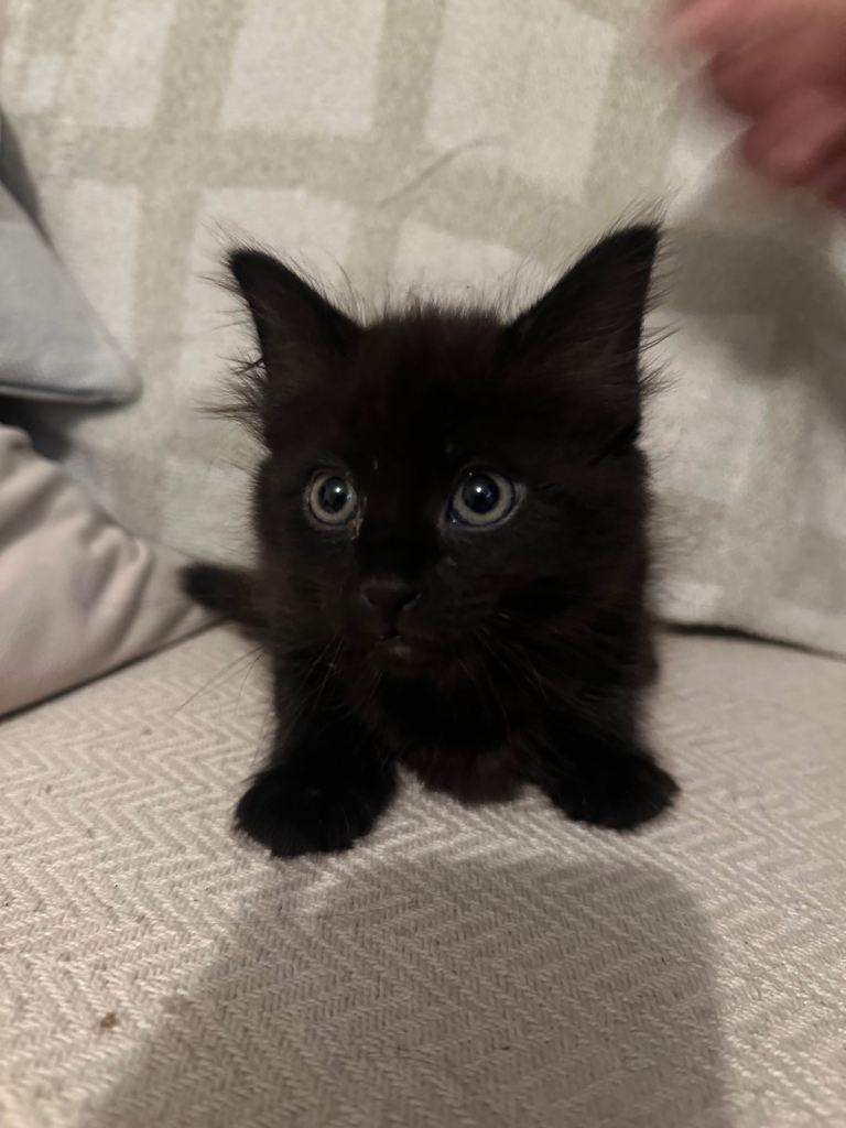 Kittens for adoption 