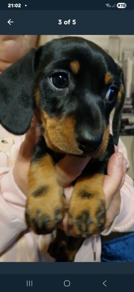Dashounds  1 male   pup left