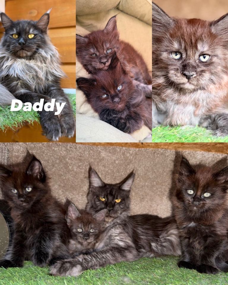 Black Smoke TICA Maine Coons