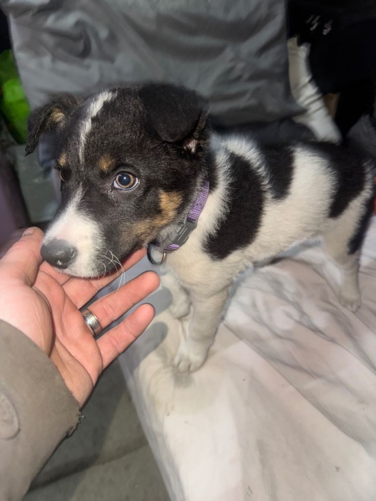 Beautiful collie pup 