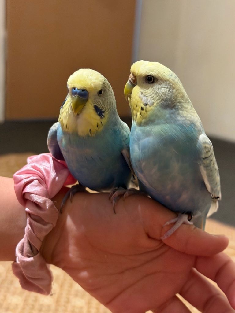 Cockatiel, budgies and canaries 