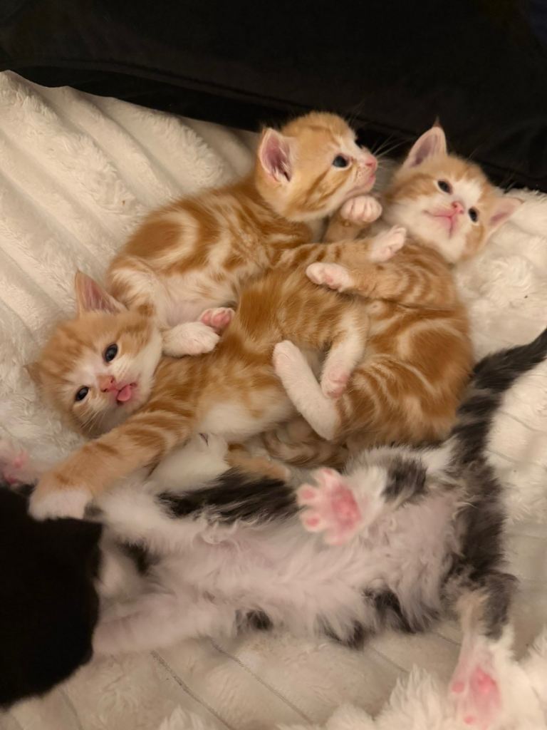 Kittens 