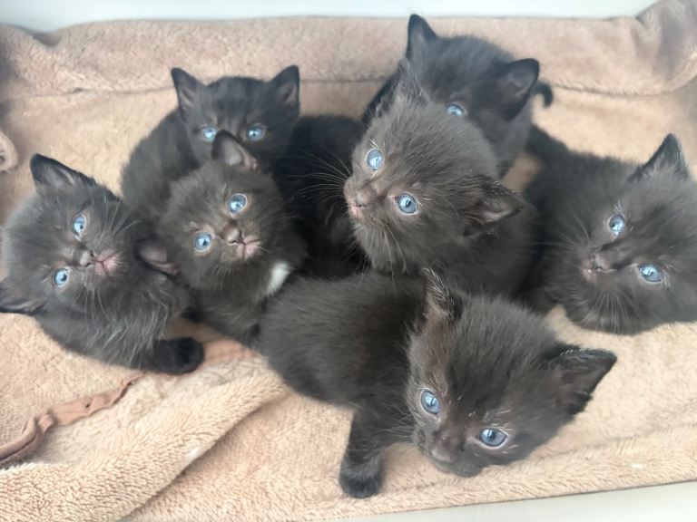 Black Ragdoll mix Kittens available 