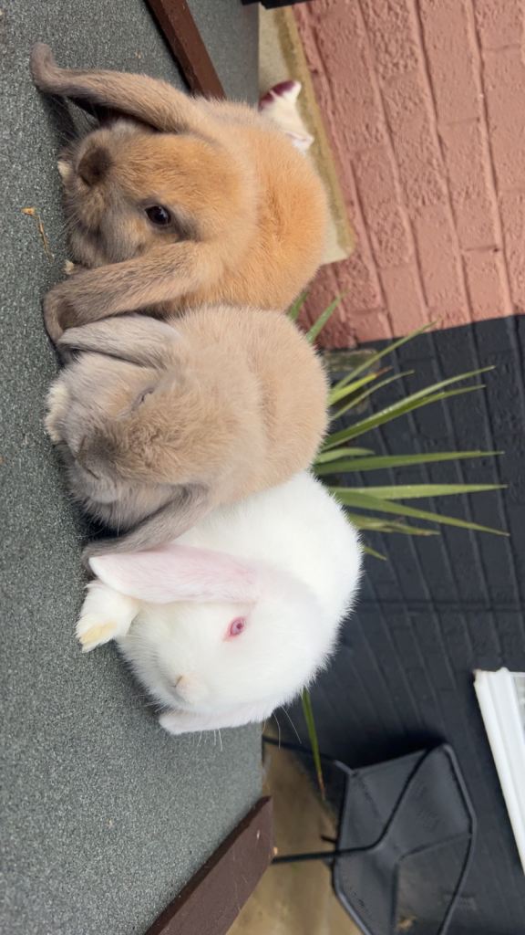 Dwarf lops