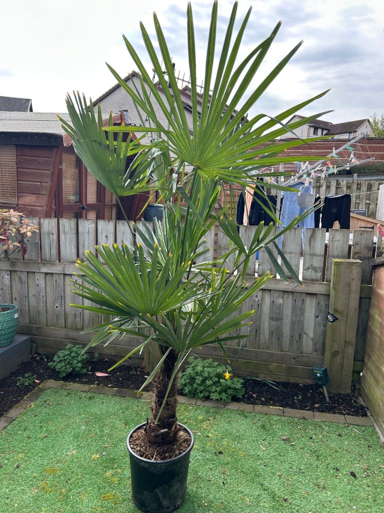 Trachycarpus fortunei fan palm hardy plant tree