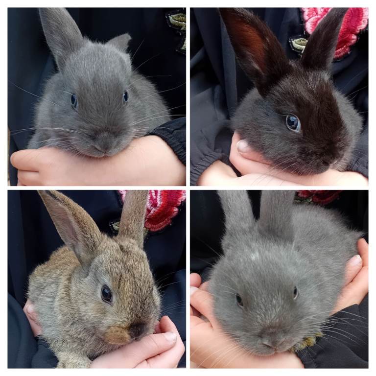 7 week old rabbits