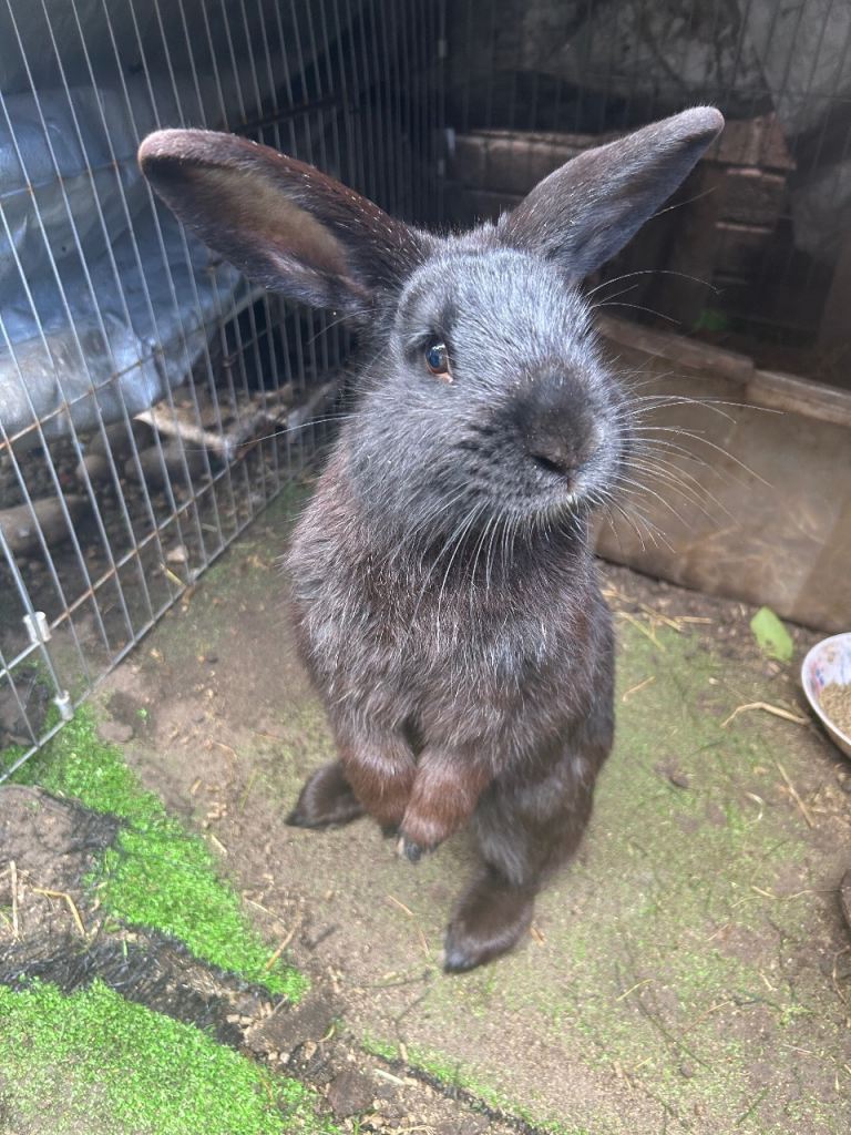 Male rabbit
