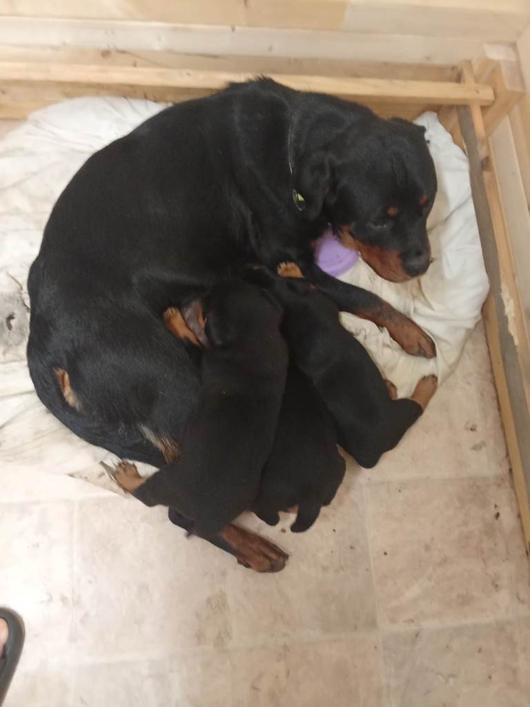 Rottweiler puppies for sale (one bitch left)
