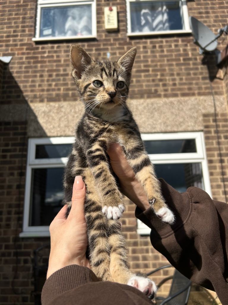 Kittens for sale