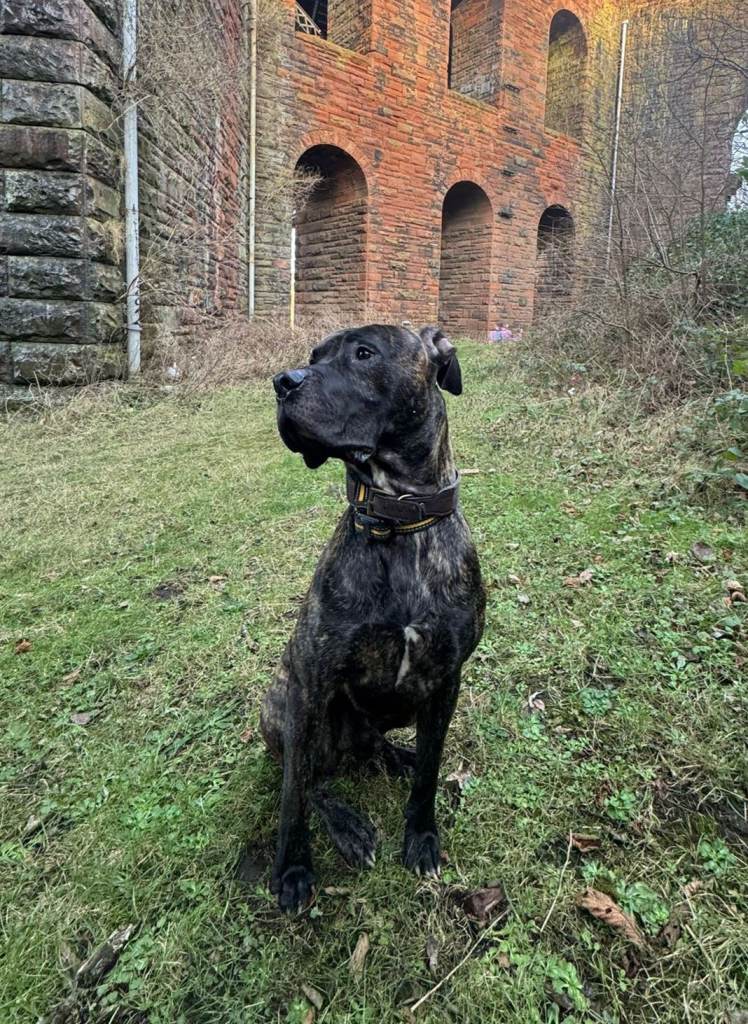Presa Canario for rehoming 3 years old 
