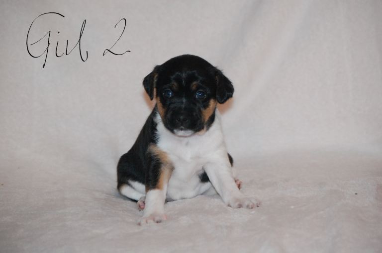 Lovely little puppies 