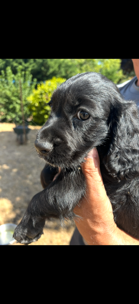 Female sprocker