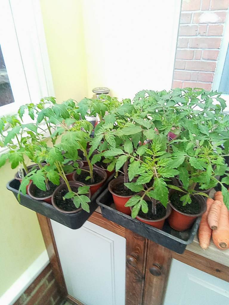 Tomato plants 