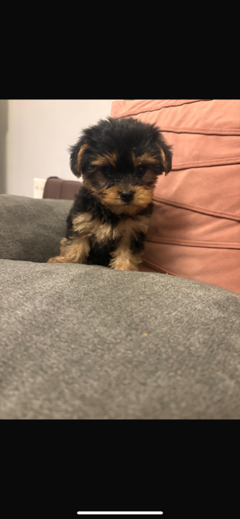 Miniature Yorkshire terrier 