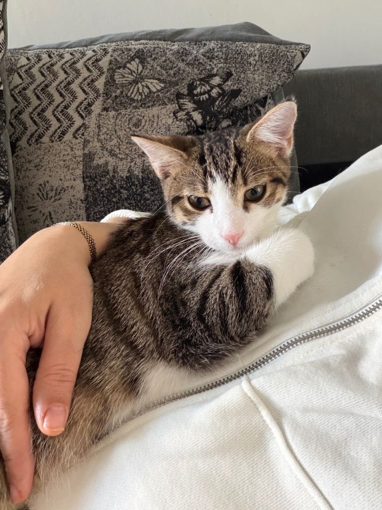 Male tabby cat brown& white 