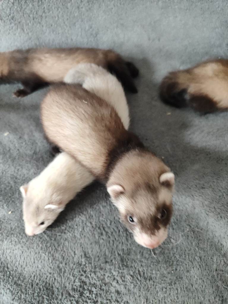 Baby ferrets 