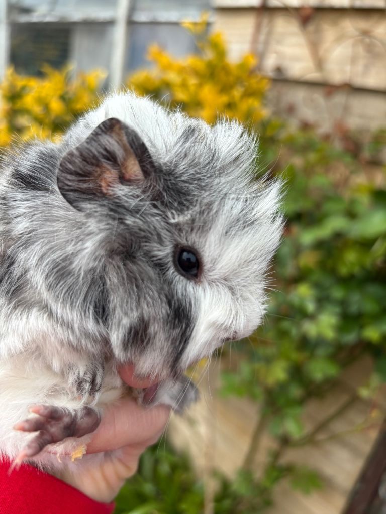 Gorgeous baby Guinea pigs 