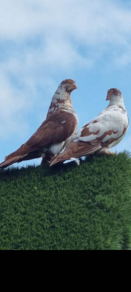 pigeons only sells pairs pair costs 60 Plał winerki 70 Widyn 35 tipler 35 budapest pigeons Widyn 