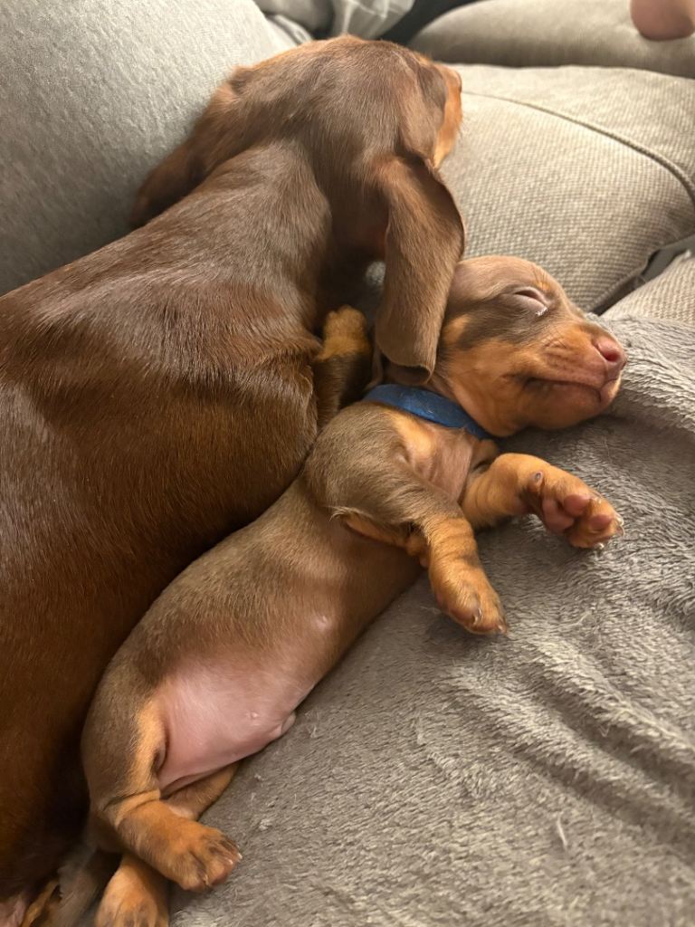 KC registered choc n tan miniature dachshund 