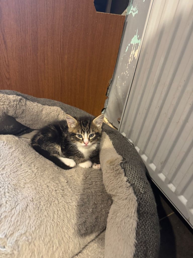 Cute kittens