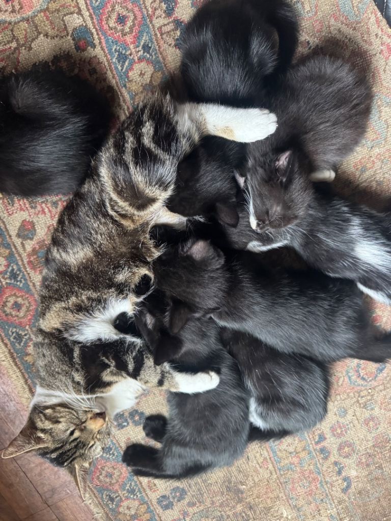 Kittens 