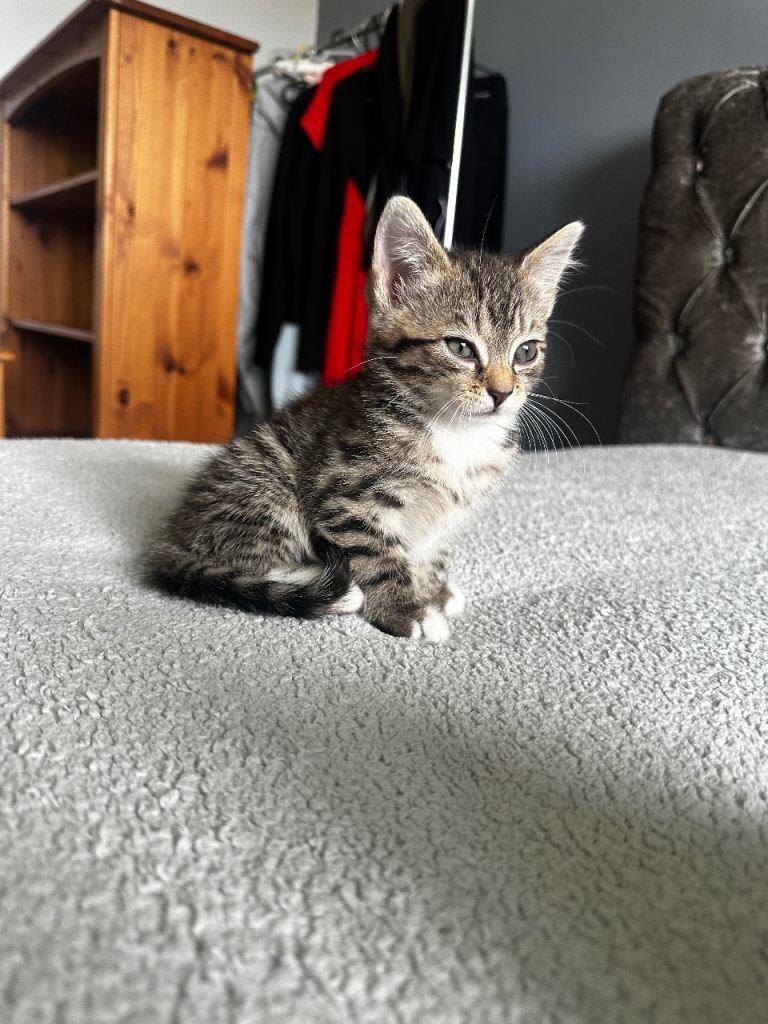Kittens 