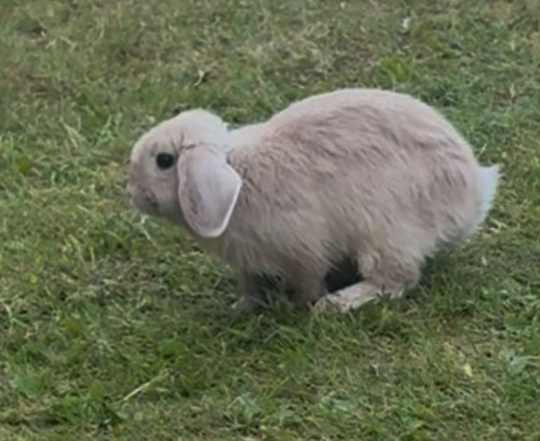 Mini lop baby female 