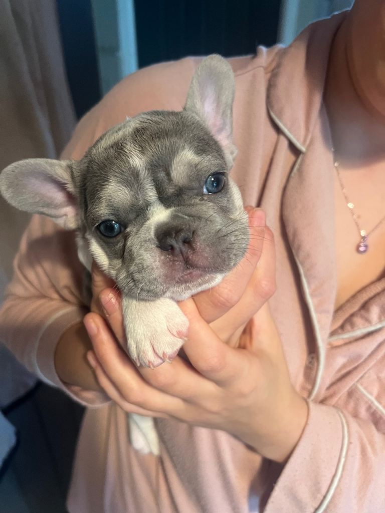 Beautiful French bulldog puppies