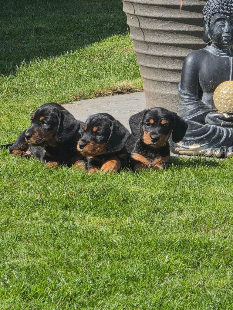 Miniature dachsunds 
