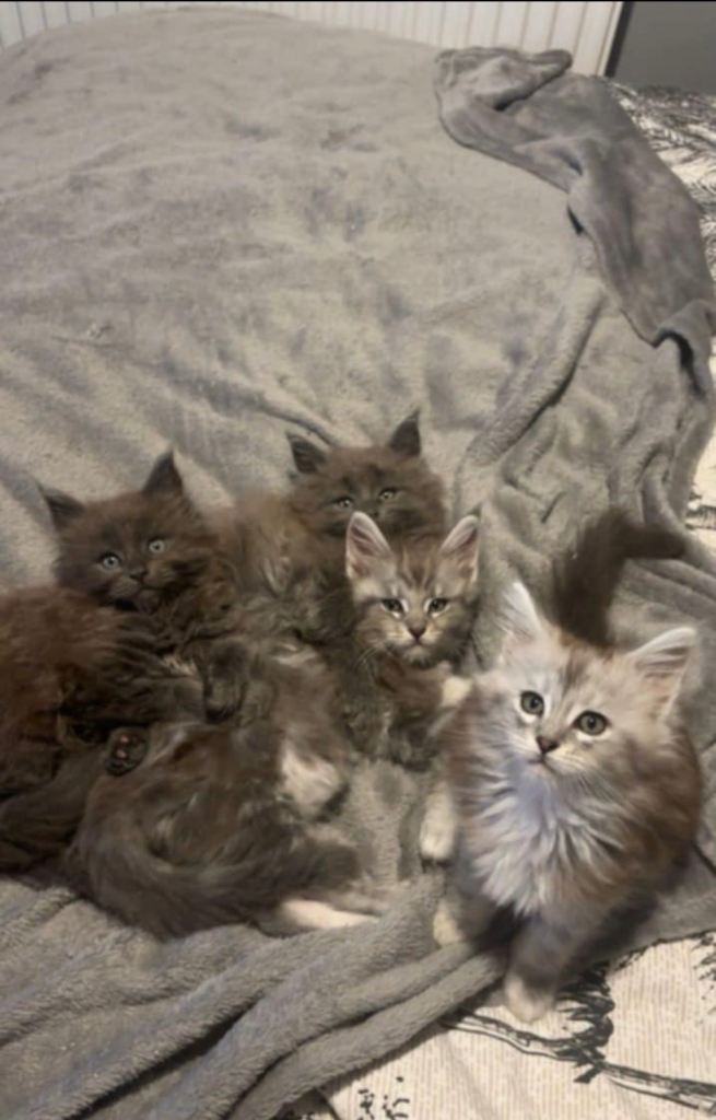 Maine coon kittens