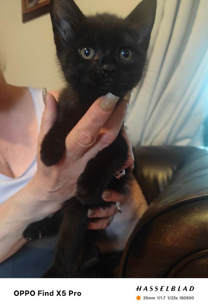 Kitten for sale 150