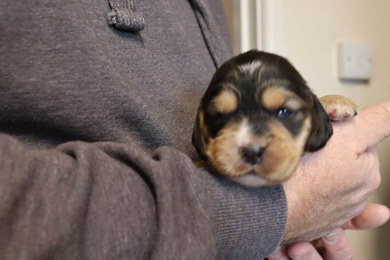 Sprocker x cocker pups